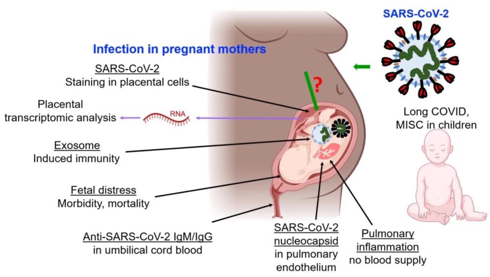 Làm gì để hạn chế lây Virus SARS-CoV-2  từ mẹ sang con?